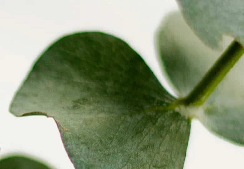 Anua HEARTLEAF QUERCETINOL PORE DEEP CLEANSING FOAM 150ML